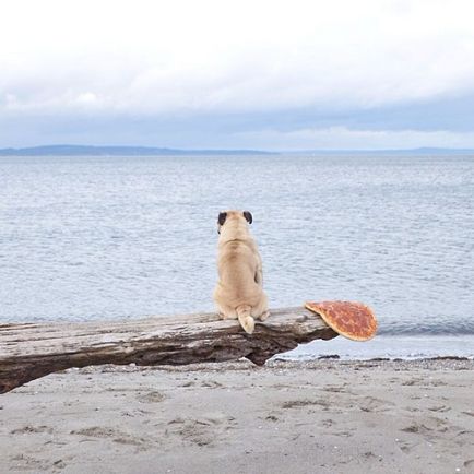 30 fotografii de aventură ale lui Dzhermi și ale lui Pug preferat