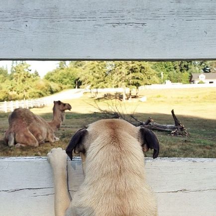 30 fotografii de aventură ale lui Dzhermi și ale lui Pug preferat