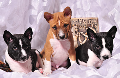 Afrikai Silent - mono-kennel basenji