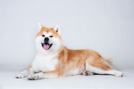 Akita Inu fajta történelem, tények, képességgel, fotó, gondoskodás