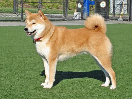 Akita Inu - o descriere a rasei - varza de viata