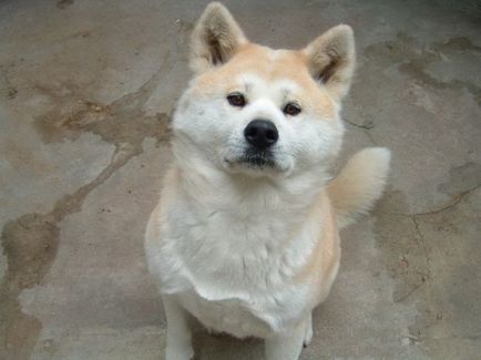 Akita Japán kincs