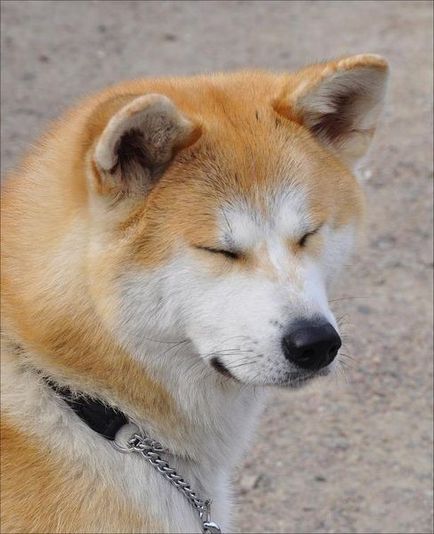 Comoara Akitainu a Japoniei