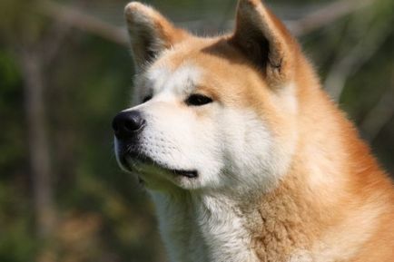 Акітський собака скарб Японії