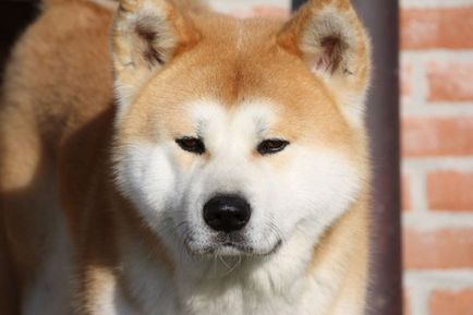 Акітський собака скарб Японії