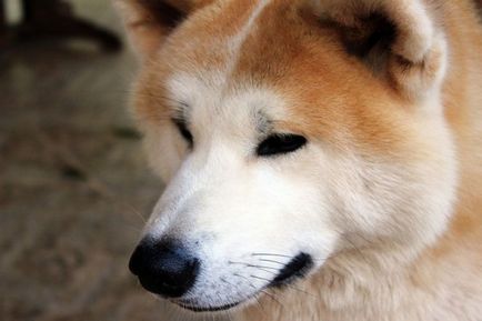 Comoara Akitainu a Japoniei