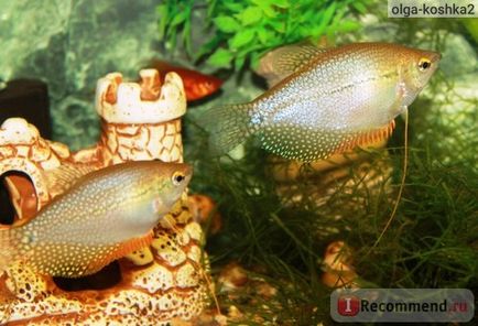 Acvariu pește perlat gourami - 