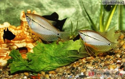 Acvariu pește perlat gourami - 