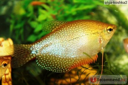 Acvariu pește perlat gourami - 