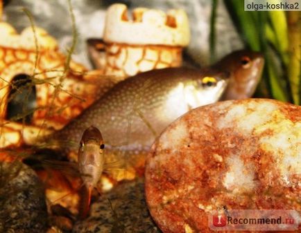 Acvariu pește perlat gourami - 