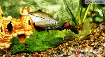 Acvariu pește perlat gourami - 