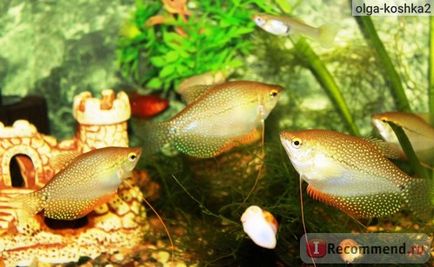 Acvariu pește perlat gourami - 