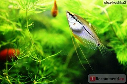 Acvariu pește perlat gourami - 