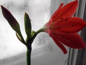 Amaryllis - pe scurt despre plecarea plantare, reproducere, hrănire și udare