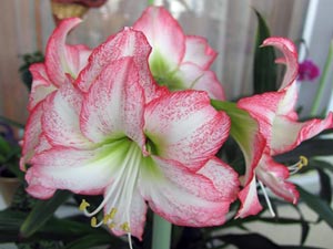 Amaryllis - pe scurt despre plecarea plantare, reproducere, hrănire și udare