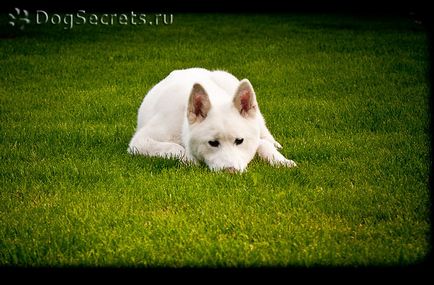 Americană Akita