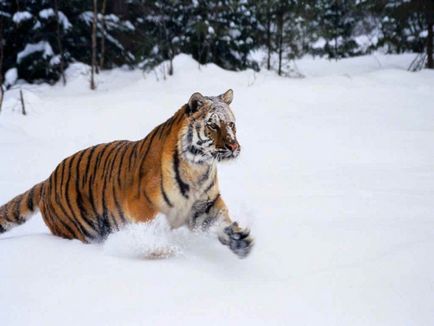 Szibériai tigris - További információ