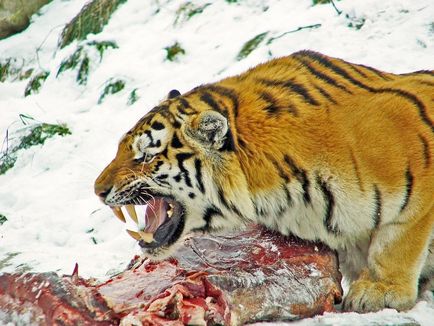 Amur tigru - mai multe informații