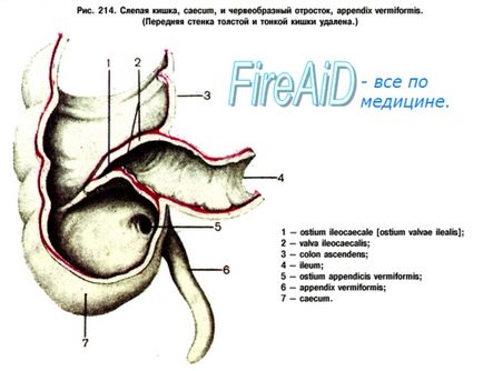 Anatomia cecumului uman