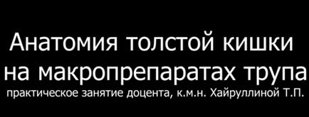 Анатомія людини сліпа кишка