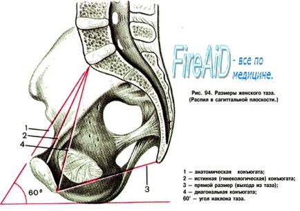 Anatomia pelvisului în ansamblu, dimensiunile acestuia