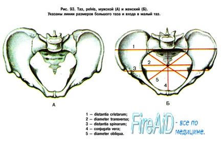 Anatomia pelvisului în ansamblu, dimensiunile acestuia