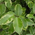 Anthurium jelek a férfiak és nők, fotók és videó (táblák) Anthurium jelek a férfiak és nők, fotó és videó