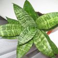 Anthurium jelek a férfiak és nők, fotók és videó (nők) Anthurium jelek a férfiak és nők, fotó és videó