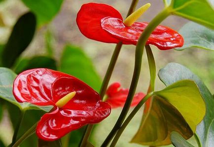 Anthurium jelek a férfiak és nők, fotó és videó