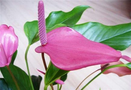 Anthurium jelek a férfiak és nők, fotók és videó (táblák) Anthurium jelek a férfiak és nők, fotó és videó