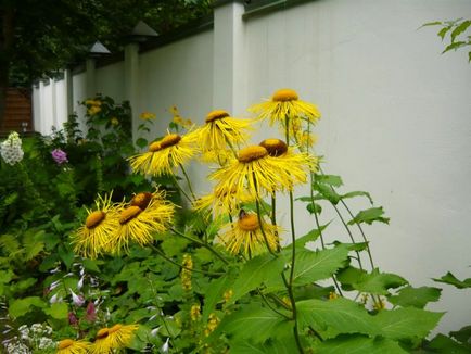Gyógyszerészeti Garden 10 leghasznosabb gyógynövények a kertben