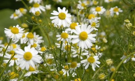 Farmacie grădina cele mai utile plante medicinale pentru cabane