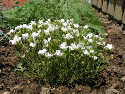 Arenaria - gerbil - purtator de flori