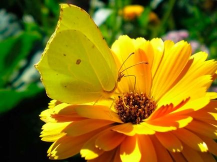 Butterfly lămâie