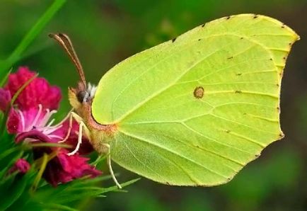 Butterfly lămâie