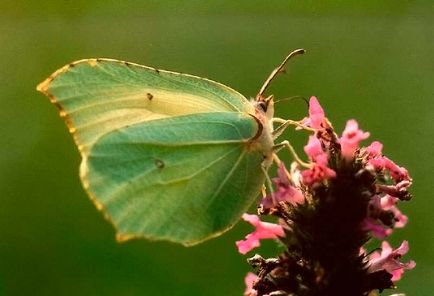 Butterfly lămâie