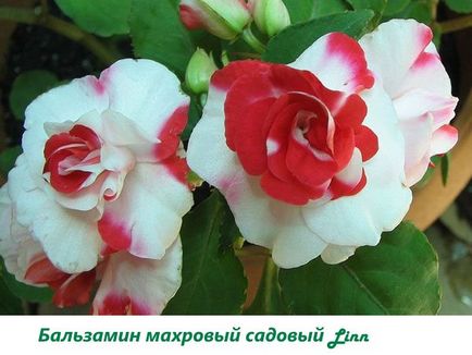Impatiens - Fotó fokozat nebáncsvirág, Új-Guinea, Waller, frottír, Impreza, video (Impatiens) Impatiens - Fotó fokozat nebáncsvirág, Új-Guinea, Waller, frottír, Impreza, video