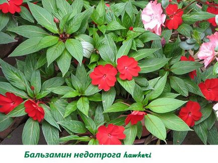 Impatiens - Fotó fokozat nebáncsvirág, Új-Guinea, Waller, frottír, Impreza, video (Impatiens Waller) Impatiens - Fotó fokozat nebáncsvirág, Új-Guinea, Waller, frottír, Impreza, video