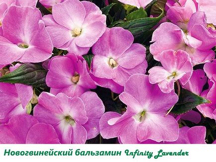Impatiens - Fotó fokozat nebáncsvirág, Új-Guinea, Waller, frottír, Impreza, video (fokozat) Impatiens - Fotó fokozat nebáncsvirág, Új-Guinea, Waller, frottír, Impreza, video