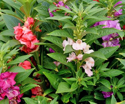Impatiens - Fotó fokozat nebáncsvirág, Új-Guinea, Waller, frottír, Impreza, video (Impatiens) Impatiens - Fotó fokozat nebáncsvirág, Új-Guinea, Waller, frottír, Impreza, video