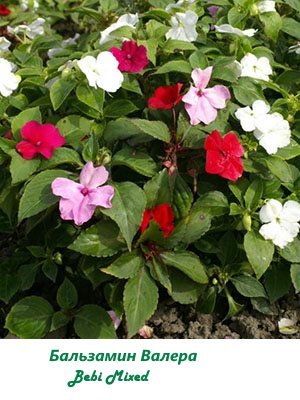 Impatiens - Fotó fokozat nebáncsvirág, Új-Guinea, Waller, frottír, Impreza, video (Impatiens) Impatiens - Fotó fokozat nebáncsvirág, Új-Guinea, Waller, frottír, Impreza, video