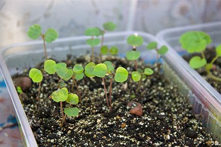 Balsam grădină de creștere din sfaturi de semințe de la profesioniști