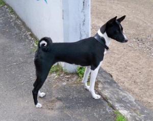 Basenji este un câine african, Perm