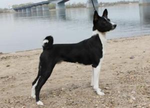 Basenji este un câine african, Perm