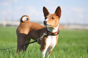 Basenji - fajta leírás, fényképek kölykök (ár, valamint a faiskolák) véleménye, „hogy mancs”