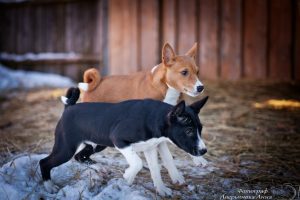 Basenji - fajta leírás, fényképek kölykök (ár, valamint a faiskolák) véleménye, „hogy mancs”