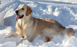 Basenji - fajta leírás, fényképek kölykök (ár, valamint a faiskolák) véleménye, „hogy mancs”