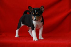 Basenji - fajta leírás, fényképek kölykök (ár, valamint a faiskolák) véleménye, „hogy mancs” (leírás) Basenji - fajta leírás, fényképek kölykök (ár, valamint a faiskolák) véleménye, „hogy mancs”