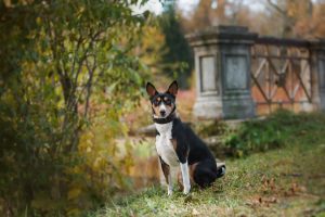 Basenji - fajta leírás, fényképek kölykök (ár, valamint a faiskolák) véleménye, „hogy mancs”