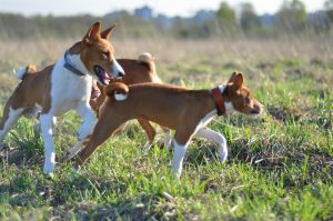 Basenji - descrierea rasei, fotografii, cățeluși (preț și pepiniere), recenzii, 